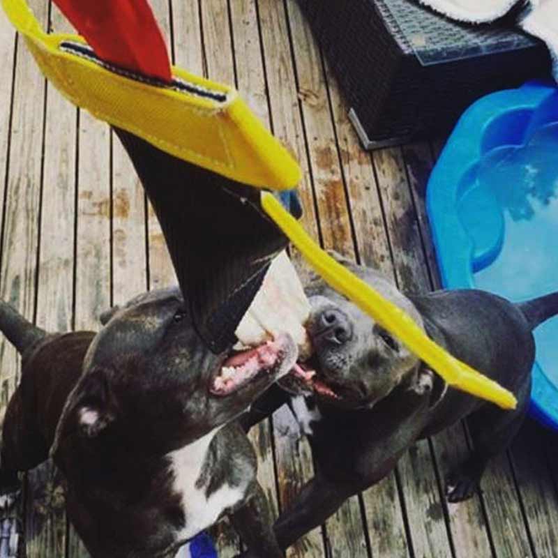 Aussie Dog - Bungee Chook