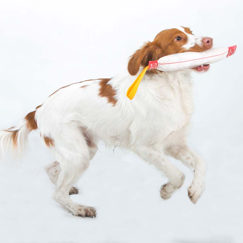 Aussie Dog - Fetch It