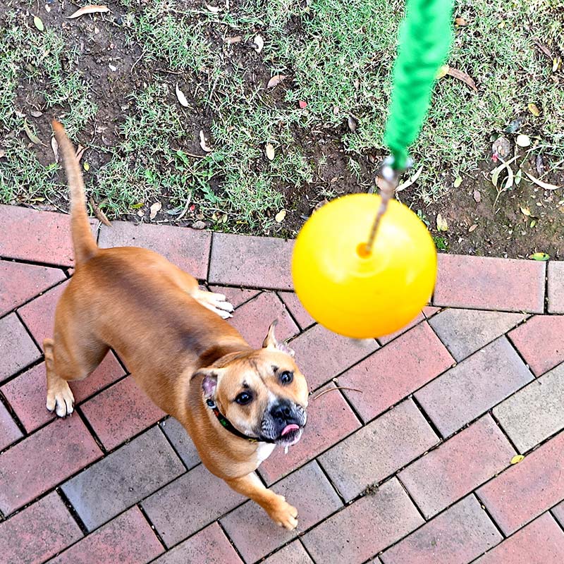 Aussie Dog - Home Alone Bungee Ball