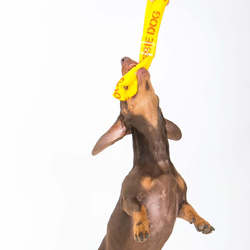 Aussie Dog - Pull It