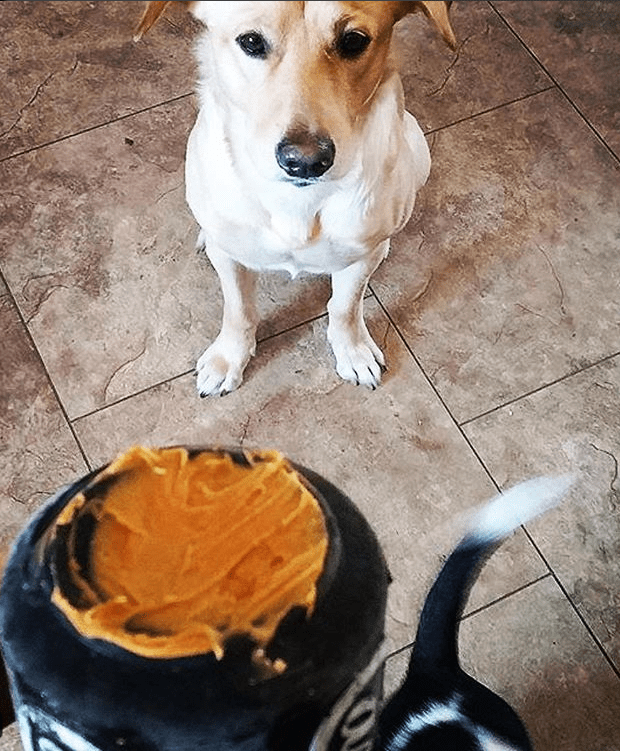 Magnum Can Toy (Power Chewers)